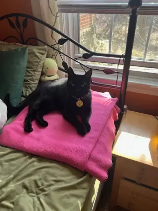 Luna*
