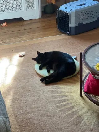 Luna*