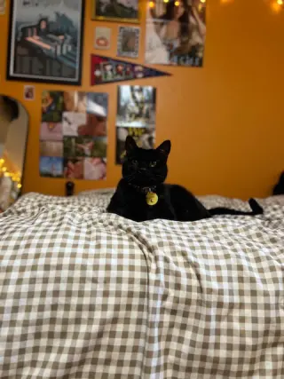 Luna*