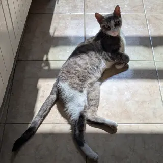 Mitski