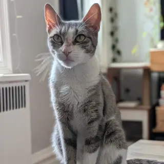 Mitski