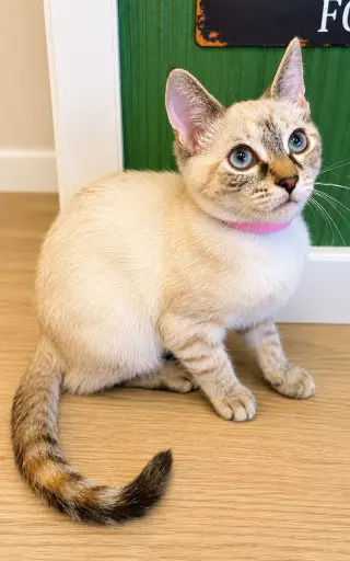 Missy