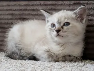 Missy
