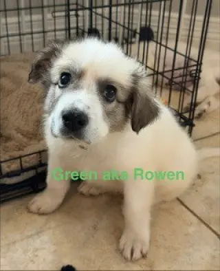 Rowen