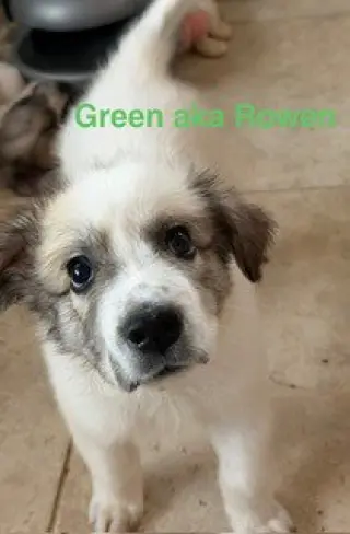 Rowen