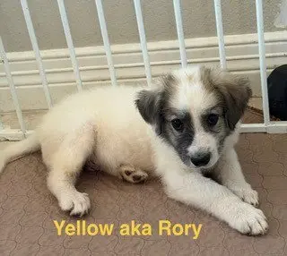 Rory