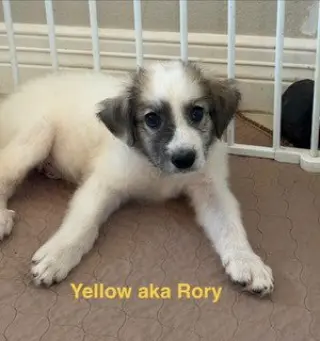 Rory