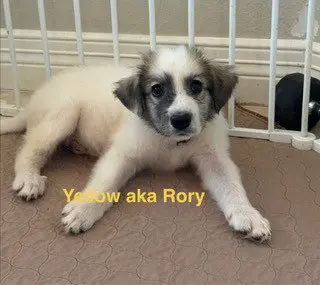Rory