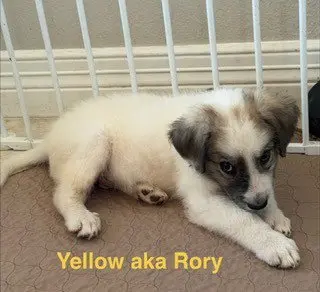 Rory
