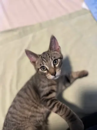 JJ