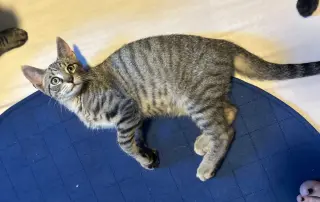 JJ