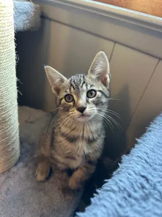 JJ