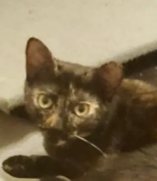 Kodiak (bonded w/ Chiniak)