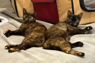 Kodiak (bonded w/ Chiniak)