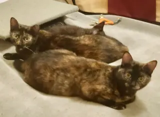 Kodiak (bonded w/ Chiniak)