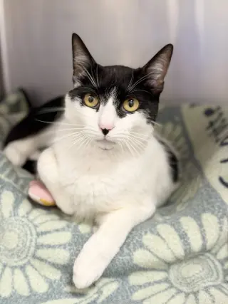 Zorro