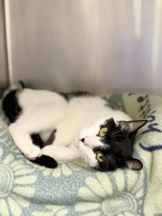 Zorro