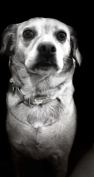 Poppy