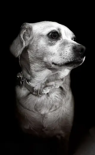 Poppy