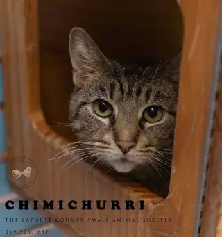 Chimichurri