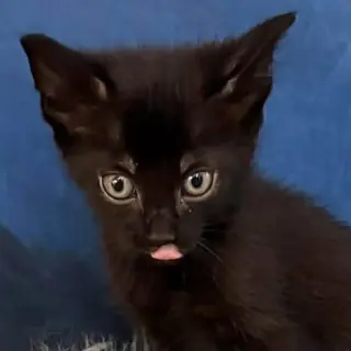 Kuro