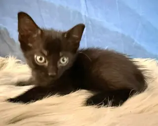 Kuro