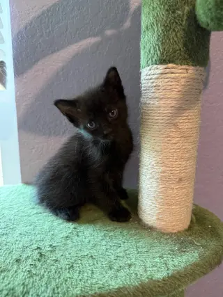 Kuro