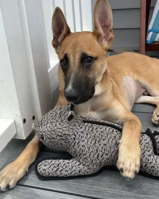 Ivan (I Pups)