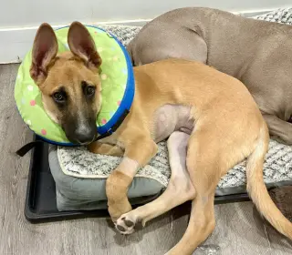Ivan (I Pups)
