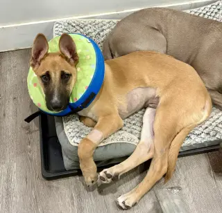 Ivan (I Pups)