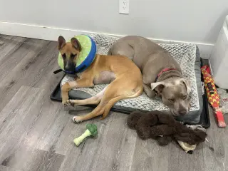 Ivan (I Pups)