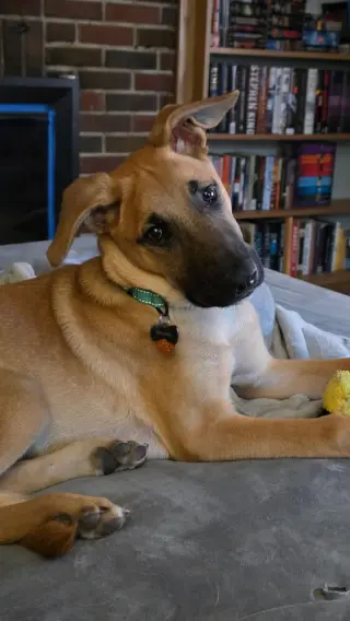 Irving (I Pups)