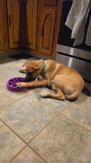 Irving (I Pups)