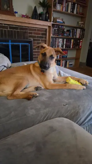 Irving (I Pups)