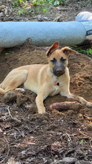 Irving (I Pups)