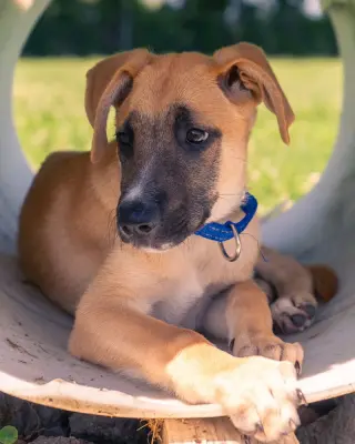 Ike (I Pups)