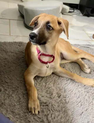 Iris (I Pups)