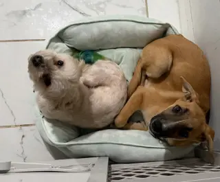 Iris (I Pups)