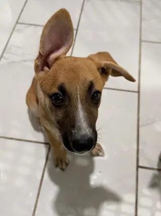 Iris (I Pups)