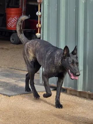 The River Pups- Mesquite in NM fka Romeo