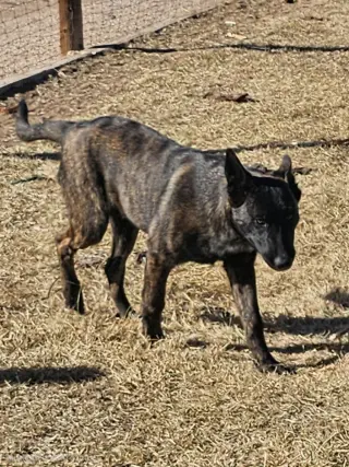 The River Pups- Mesquite in NM fka Romeo