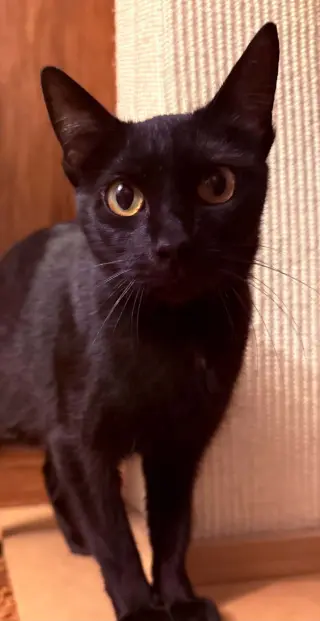 TRIXIE