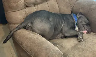 Chonk