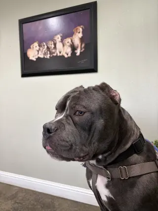Chonk