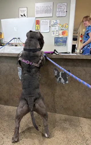 Chonk