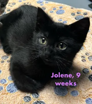 Jolene