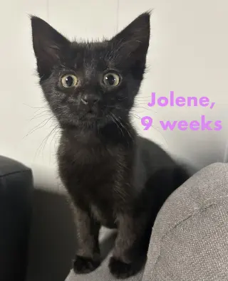 Jolene