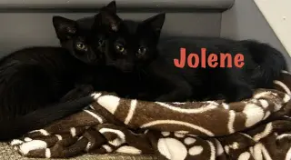 Jolene