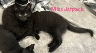 Miss Jetpack
