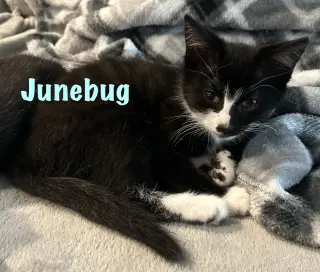 Junebug